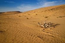 Persian Horned Viper, Pseudocerastes persicus, Israel, Israël, Matthieu Berroneau, habitat, milieu, landscape