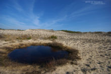 Pelobates cultripes, Western Spadefoot Toad, Pélobate cultripède, France, Matthieu Berroneau, sand, sable, dune, beach, plage, mare, pond