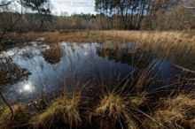 Zootoca vivipara, Zootoca vivipara louislantzi, viviparous lizard, Lézard vivipare, Matthieu Berroneau, France, habitat, milieu, landscape