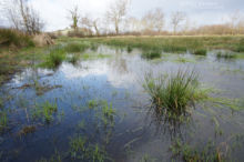 Pelodytes punctatus, Pélodyte ponctué, Matthieu Berroneau, France, Parsley frog, Sapillo moteado común, habitat, milieu, landscpae