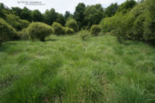 Zootoca vivipara, Zootoca vivipara louislantzi, viviparous lizard, Lézard vivipare, Matthieu Berroneau, France, habitat, milieu, landscape