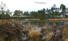 Zootoca vivipara, Zootoca vivipara louislantzi, viviparous lizard, Lézard vivipare, Matthieu Berroneau, France, habitat, milieu, landscape