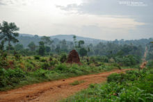 Atheris hispida, Uganda, Rough-scaled Bush Viper, Dragon, Matthieu Berroneau
