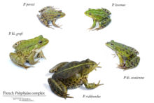 Amphibiens, Anoures, Fond blanc, Pelophylax, Ranidae, complexe