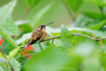 Phaethornis strigularis, Costa Rica, Matthieu Berroneau, bird, colibri