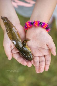 Bullfrog tadpole