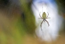 Argiope bruennichi