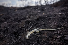 Lézard vert mort dans les incendies de forêt