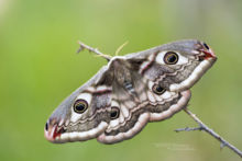 Saturnia pavonia