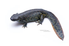 Pleurodeles waltl, Sharp-ribbed Newt, Pleurodèle de Waltl, fond blanc, white Background, Matthieu Berroneau