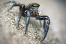 Pseudeuophrys erratica, Saltique, Salticidae, araignée, spider, arachnid, macro, ultra macro, laowa 25 macro, Matthieu Berroneau