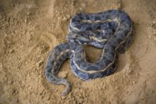 Kenya Horned Viper