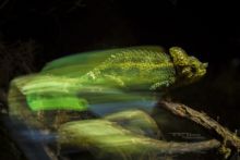 High-casqued Chameleon, Kenya