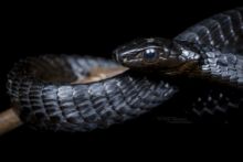 Black Tree Snake, Kenya