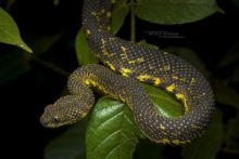 Mt Kenya Bush Viper