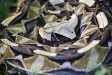 Gaboon viper, Kenya