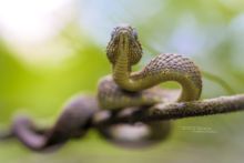 Variable Bush Viper, Kenya