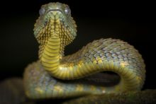 Variable Bush Viper, Kenya