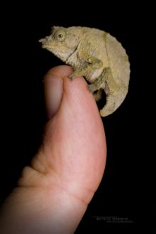 Boulenger’s pygmy chameleon, Kenya