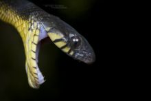 Blandings Tree Snake, Kenya