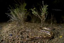 East African Sand Boa, Kenya