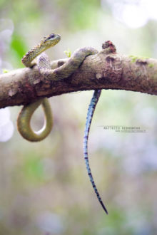 Atheris hispida, Uganda, Rough-scaled Bush Viper, Dragon, Matthieu Berroneau