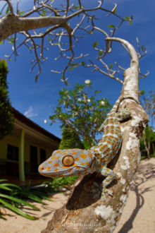 Gecko tokay, Gekko gecko, Tokay, Malaysia, Matthieu Berroneau