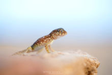 Stenodactylus mauritanicus, Maroc, Matthieu Berroneau, gecko, Northern Elegant Gecko, Morocco