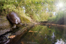 Cistude d'Europe, Emys orbicularis, Matthieu Berroneau, European Pond Terrapin