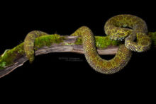 Protobothrops mangshanensis, Mangshan pit-viper, China, chine, Matthieu Berroneau