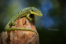 Abronia graminea, Arboreal Alligator Lizard, Lagarto de las bromelias, Mexico, Matthieu Berroneau