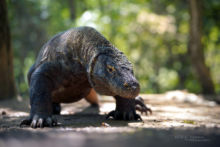 Varanus komodoensis, Varan de Komodo, Komodo Dragon, Matthieu Berroneau, Dragon, Komodo