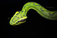 Bothriechis aurifer, Yellow-blotched Palm Pit Viper, Matthieu Berroneau, Pit-viper