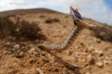 Bitis arietans, Vipère heurtante, Puff Adder, Maroc, Matthieu Berroneau, open mouth, bite, attack, snake, morsure