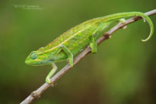 caméléon, Elliot's Groove-throated Chameleon, Trioceros ellioti, Uganda, Afrique, Matthieu Berroneau