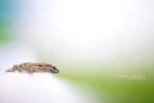 Podarcis muralis, Lézard des murailles, Common wall lizard, Matthieu Berroneau