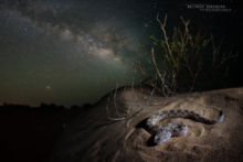 Cerastes vipera, Sahara Sand Viper, Vipère des sables, Matthieu Berroneau, Maroc, Snake, night, nuit, étoiles, voie lactée, désert