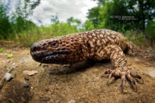 Heloderma horridum, Lézard perlé, Mexican beaded lizard, Lagarto enchaquirado, Mexique, Mexico, Matthieu Berroneau