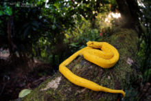 Bothriechis nigroadspersusi, Vipère de Schlegel, Eyelash Viper, Víbora de Pestañas, Costa Rica, Matthieu Berroneau