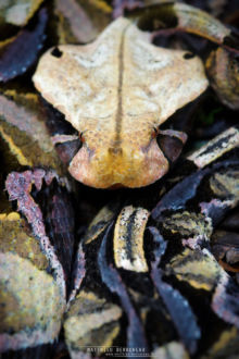 Bitis gabonica, Vipère du Gabon, Gaboon viper, Uganda, Ouganda, Matthieu Berroneau