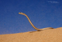 Psammophis schokari, Schokari sand racer, Morocco, Maroc, Matthieu Berroneau, sable, désert