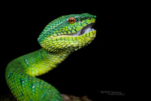 Tropidolaemus subannulatus, Bornean Keeled Green Pit Viper, Pit viper, Borneo, Malaysia, Matthieu Berroneau, Dragon, open mouth, snake
