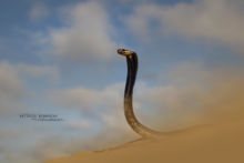 Naja haje legionis, Cobra égyptien, Egyptian cobra, Morocco, Maroc, Desert, sable, Matthieu Berroneau