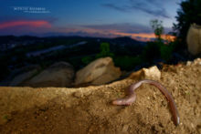 Bipes tridactylus, Lagartija Topo Tres Dedos, Three-toed Worm Lizard, Mexico, Matthieu Berroneau, Méxique, amphisbene, amphisbenea