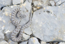 Vipera aspis, Vipère aspic, Asp viper, Vibora, France, Garrigues, garriguette, grise, Matthieu Berroneau