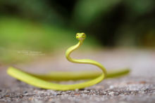 Ahaetulla prasina, Vine snake, Malaysia, Malaisie, Oriental whip snake, whip snake, Matthieu Berroneau