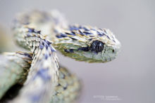 Atheris hispida, Uganda, Rough-scaled Bush Viper, Dragon, Matthieu Berroneau