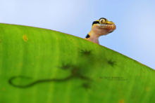 Cyrtodactylus australotitiwangsaensis, Malaisie, Malaysia, gecko, Matthieu Berroneau