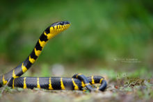 Boiga dendrophila, Mangrove snake, Malaisie, Malaysia, Matthieu Berroneau