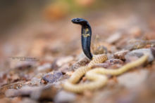 Naja haje legionis, Cobra égyptien, Egyptian cobra, Morocco, Maroc, Desert, juvenile, young, Matthieu Berroneau